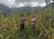 Hadapi Kendala Infrastruktur, Petani di Desa Datubaringan Jual Jagung Secara Lokal