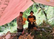 Polsek Aralle Lakukan Monitoring Panen Jagung di Desa Hahangan