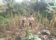 Bhabinkamtibmas Polsek Sumarorong Dampingi Panen Jagung Lahan Binaan di Desa Batanguru