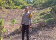 Polsek Tabulahan Pantau Pertumbuhan Jagung Kelompok Tani Mesa Kada di Desa Tampak Kurra