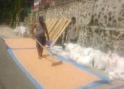 Dampingi Petani Pasca Panen, Bhabinkamtibmas Polsek Mambi Berikan Tips Jemur Jagung Berkualitas di Talippuki