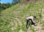 Dukung Ketahanan Pangan, Bhabinkamtibmas Polsek Mambi Pantau Lahan Jagung di Salumokanan Utara
