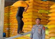 Pendampingan Bhabinkamtibmas Polsek Mambi, 3 Ton Jagung Petani Berhasil Disalurkan ke Bulog Polewali Mandar