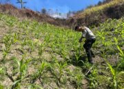 Dukung Ketahanan Pangan, Bhabinkamtibmas Polsek Mambi Monitoring Lahan Jagung di Desa Mesakada