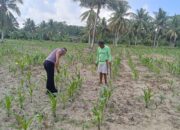 Wakapolsek Bambalamotu Pantau Tanaman Jagung Warga, Pastikan Persiapan Panen Berjalan Lancar